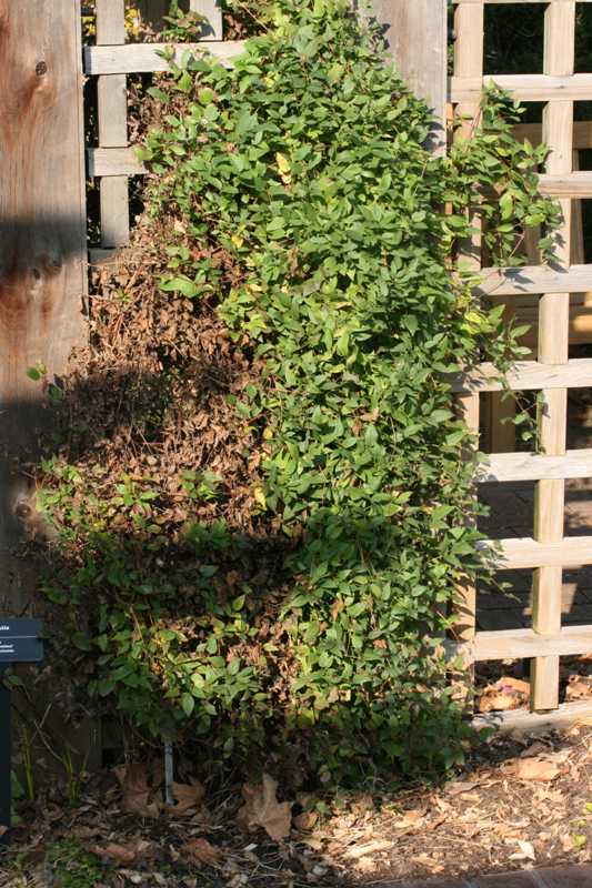 Clematis wilt Plant MD